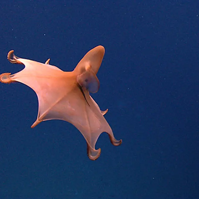 Deep currents - an interview with Dr Helen Scales | Articles ...