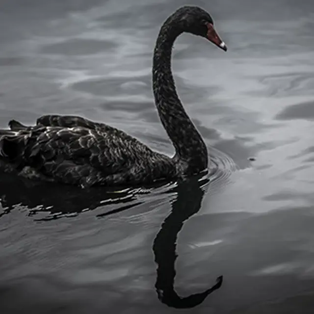 Black swan opportunities | Articles | Chartered IIA